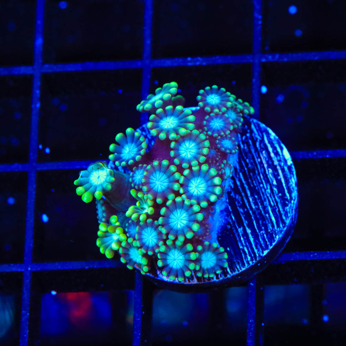 TSA Deep Space Alveopora Coral - Top Shelf Aquatics