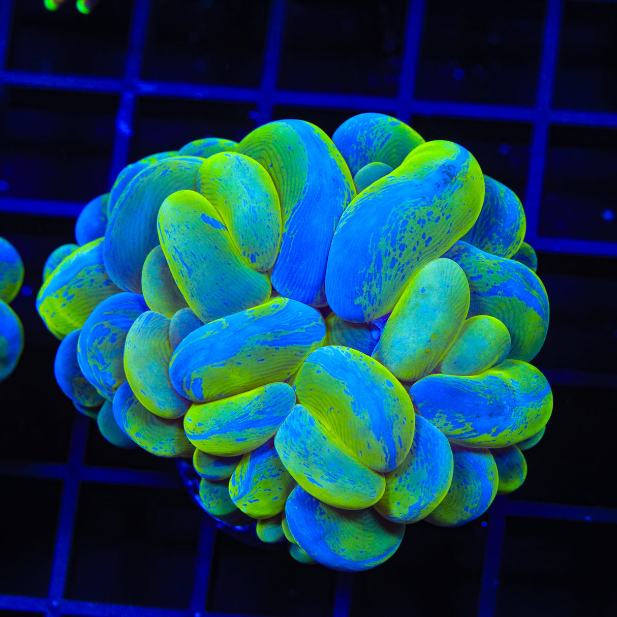 Green Splatter Bubble Coral