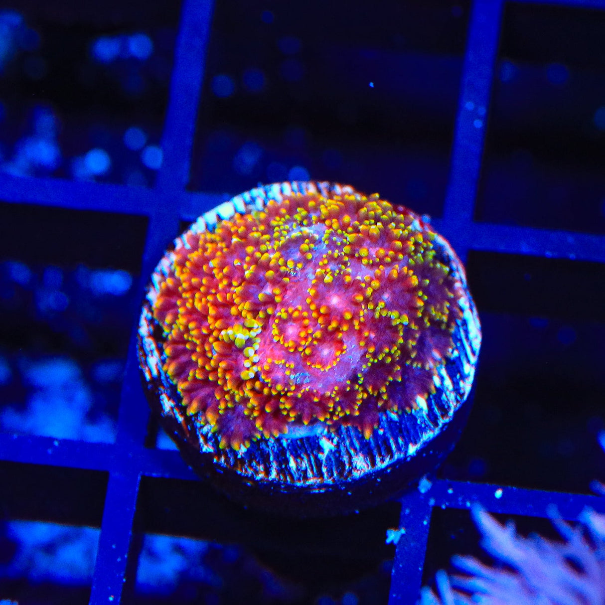 TSA Fun Dip Goniopora Coral