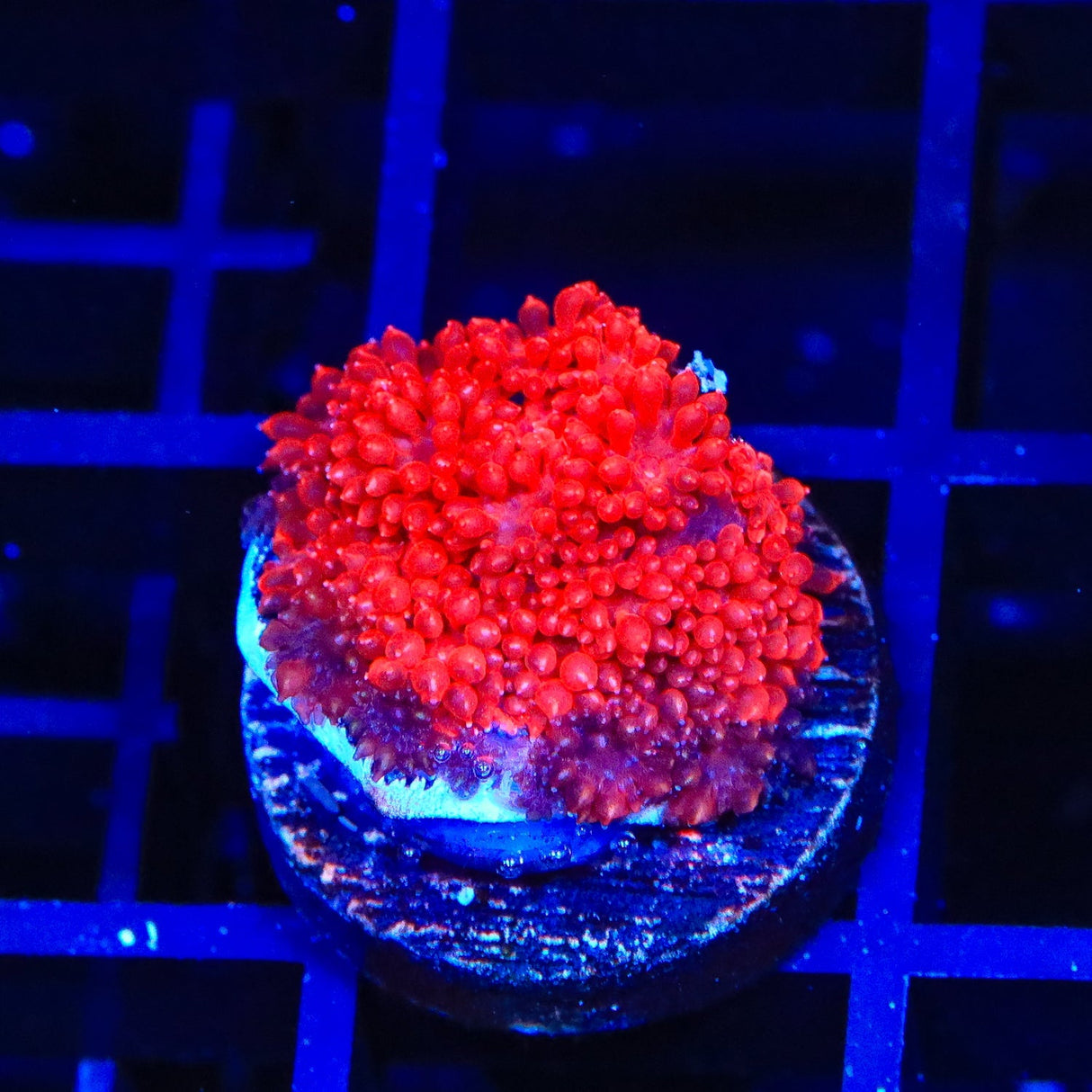 TSA Red Hot Goniopora Coral