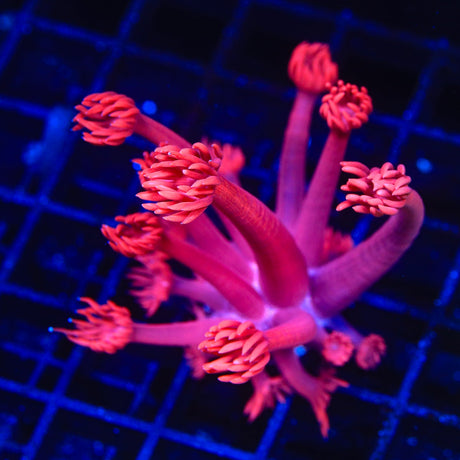 TSA Red on Red Goniopora Coral