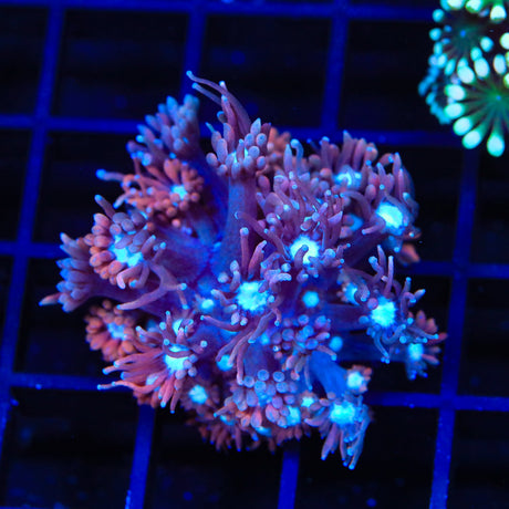 TSA Purple Death Goniopora Coral