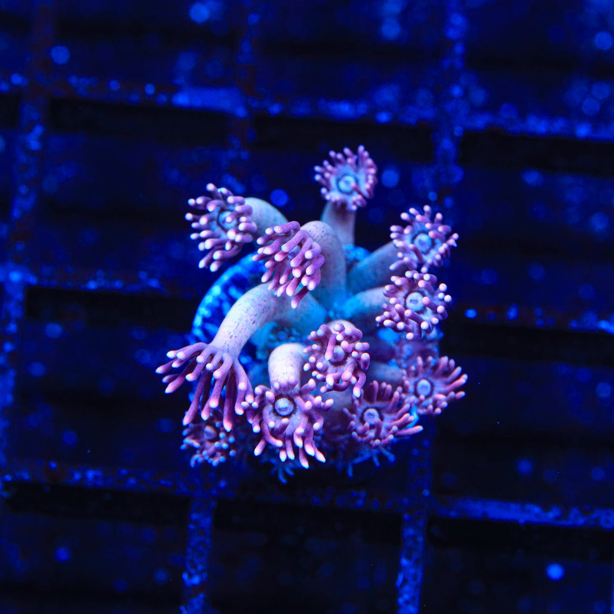 TSA Strawberry Kiwi Goniopora Coral