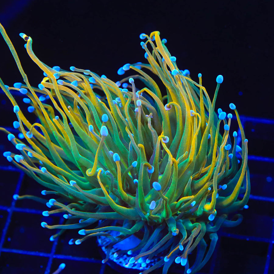 Pot of Gold Torch Coral