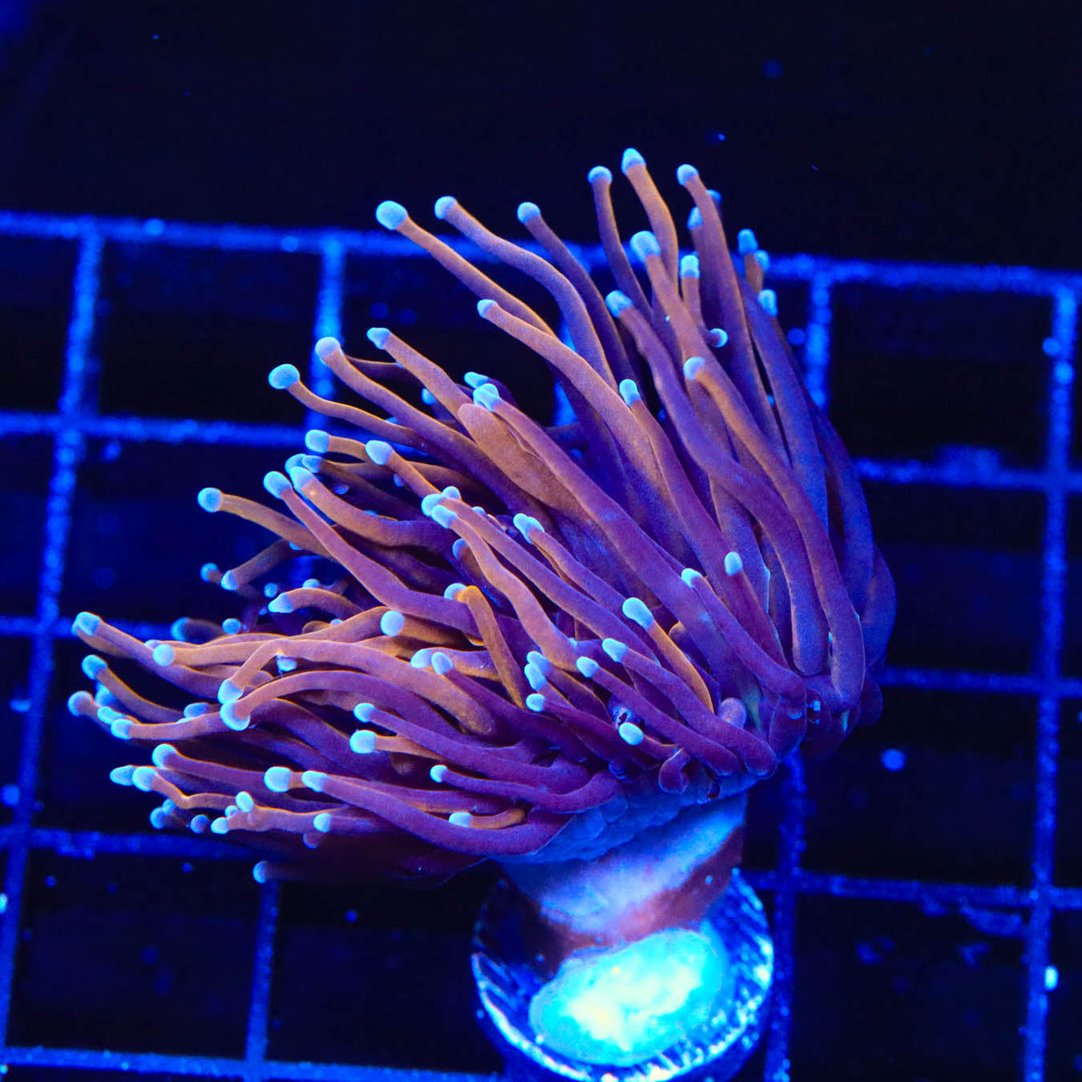 Indo Gold Torch Coral - Top Shelf Aquatics