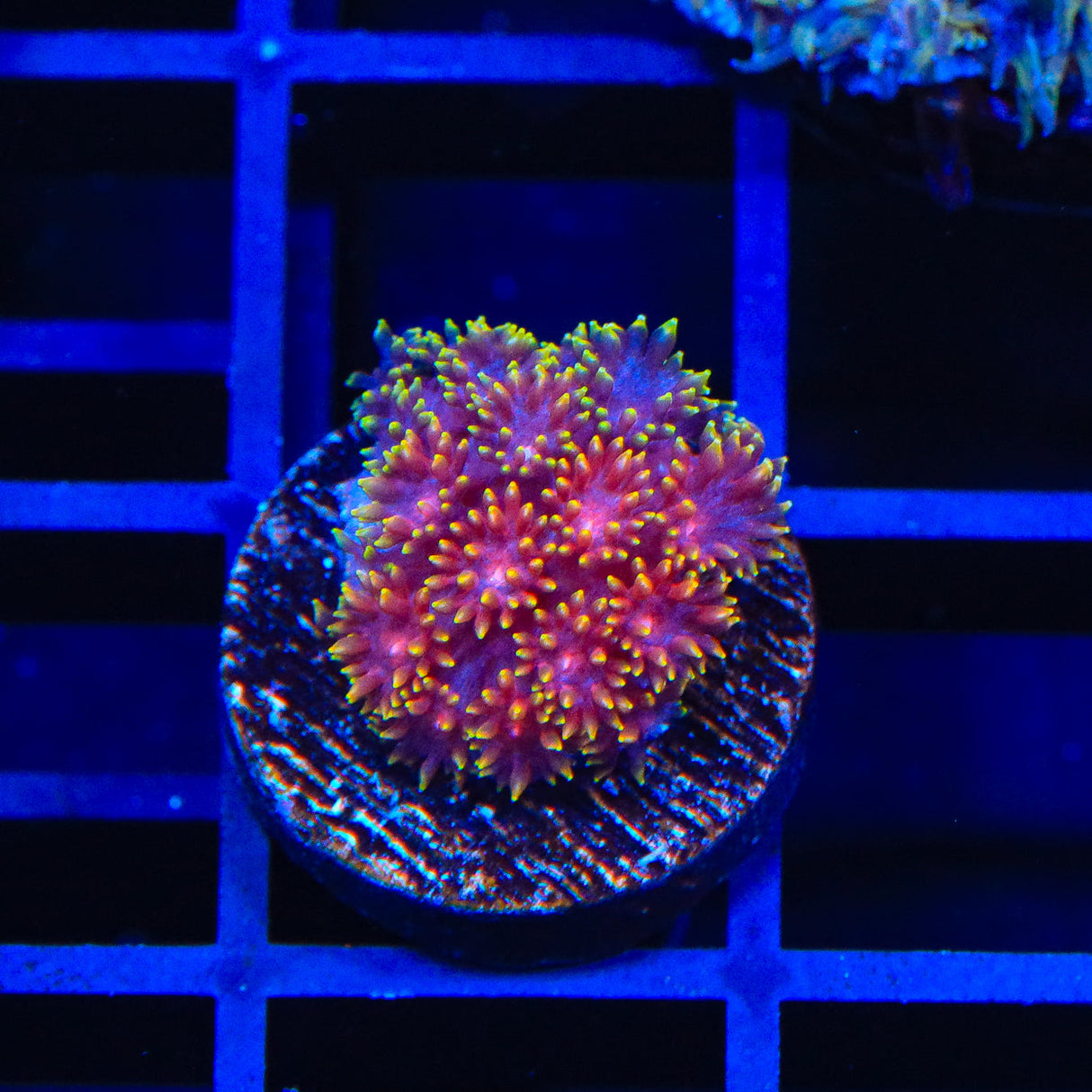 TSA Fun Dip Goniopora Coral