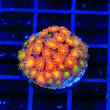 TSA Reese's Pieces Goniopora Coral