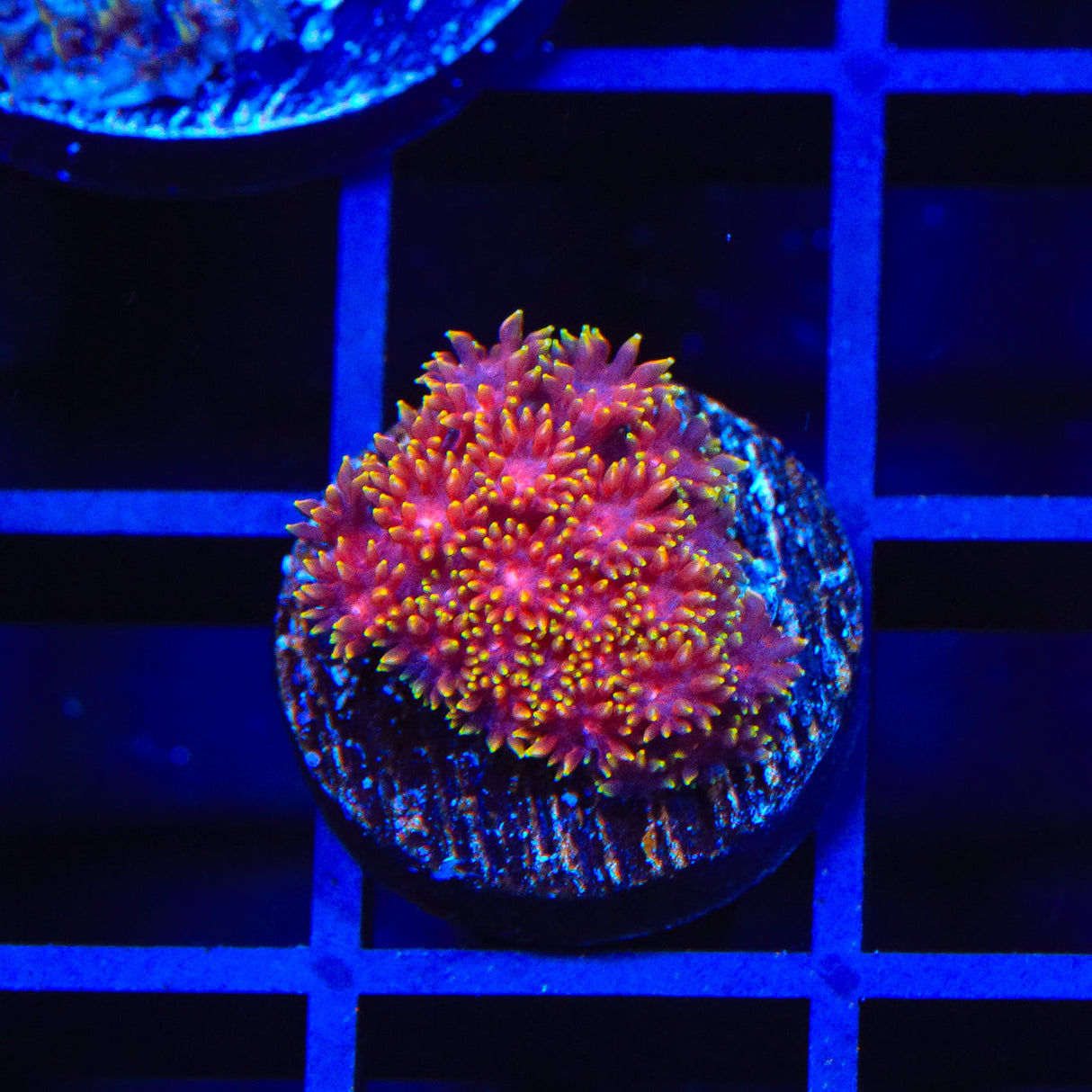 TSA Strawberry Field Goniopora Coral