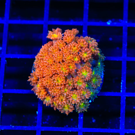 TSA Reese's Pieces Goniopora Coral