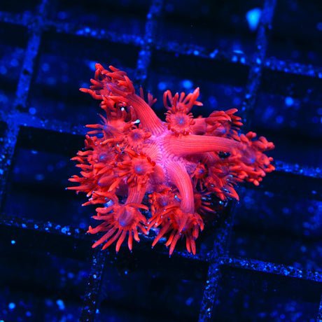 ORA Cherry Red Goniopora Coral