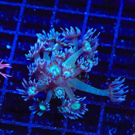 TSA Sour Raspberry Goniopora Coral