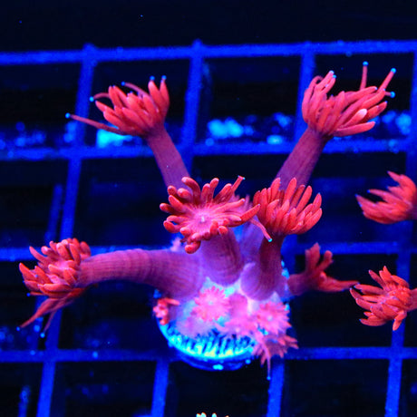 TSA Red on Red Goniopora Coral