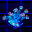 TSA Peach Dream Goniopora Coral