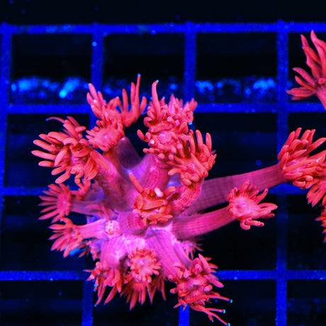 TSA Red on Red Goniopora Coral