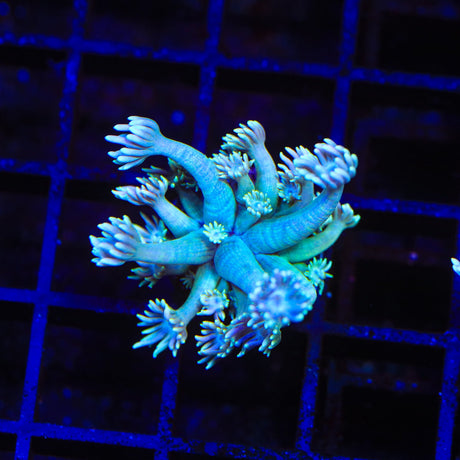 TSA Smooth Criminal Goniopora Coral