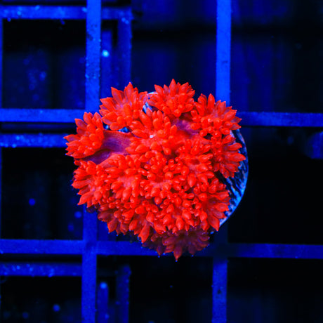 Red Hot Goniopora Coral