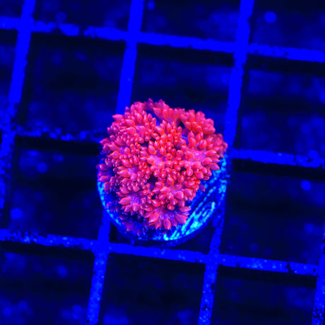 Red Hot Goniopora Coral