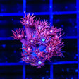 ACI Dragon Breath Goniopora Coral