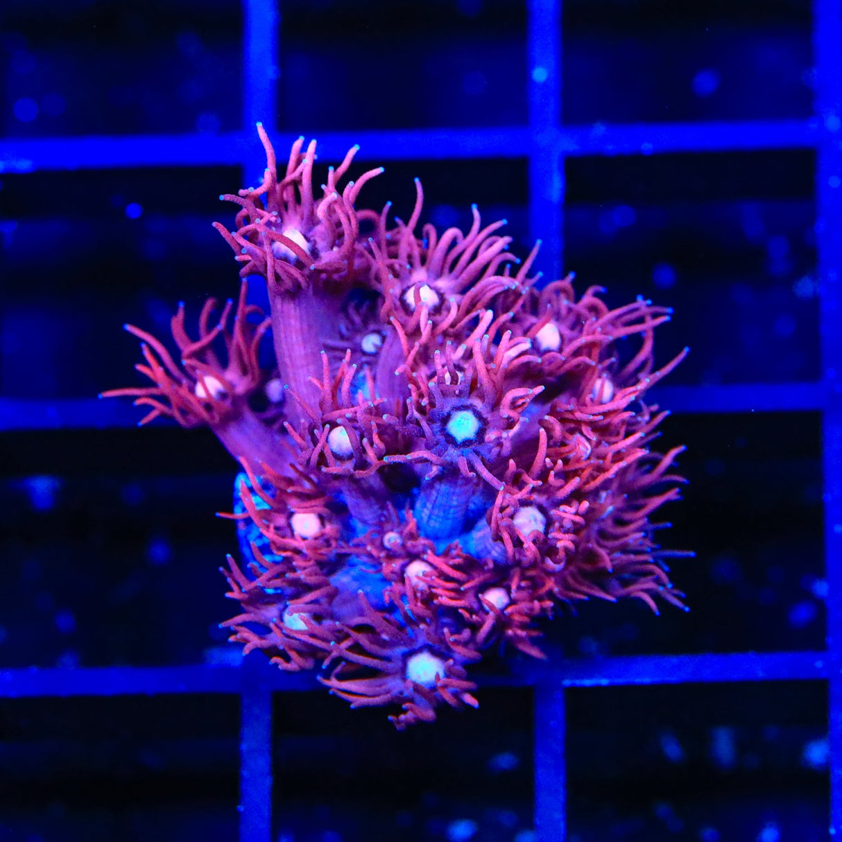 ACI Dragon Breath Goniopora Coral