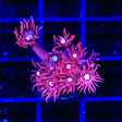 ACI Dragon Breath Goniopora Coral