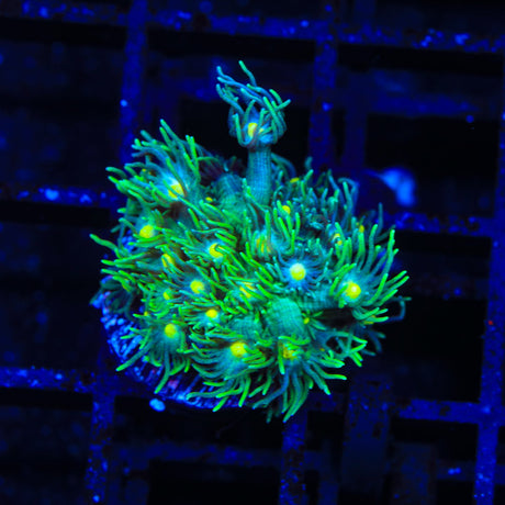 TSA Gladiator Field Goniopora Coral