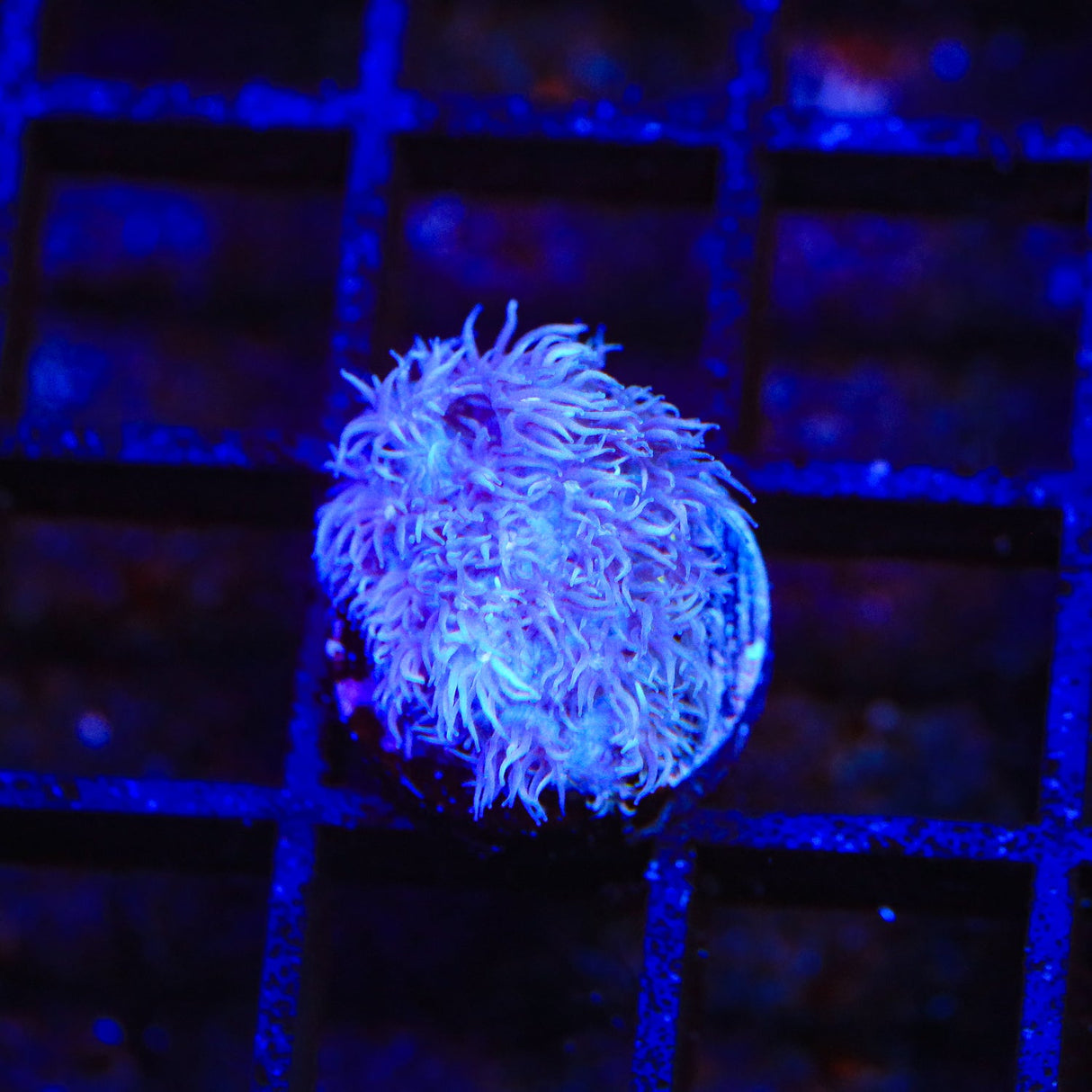 TSA Plum Goniopora Coral