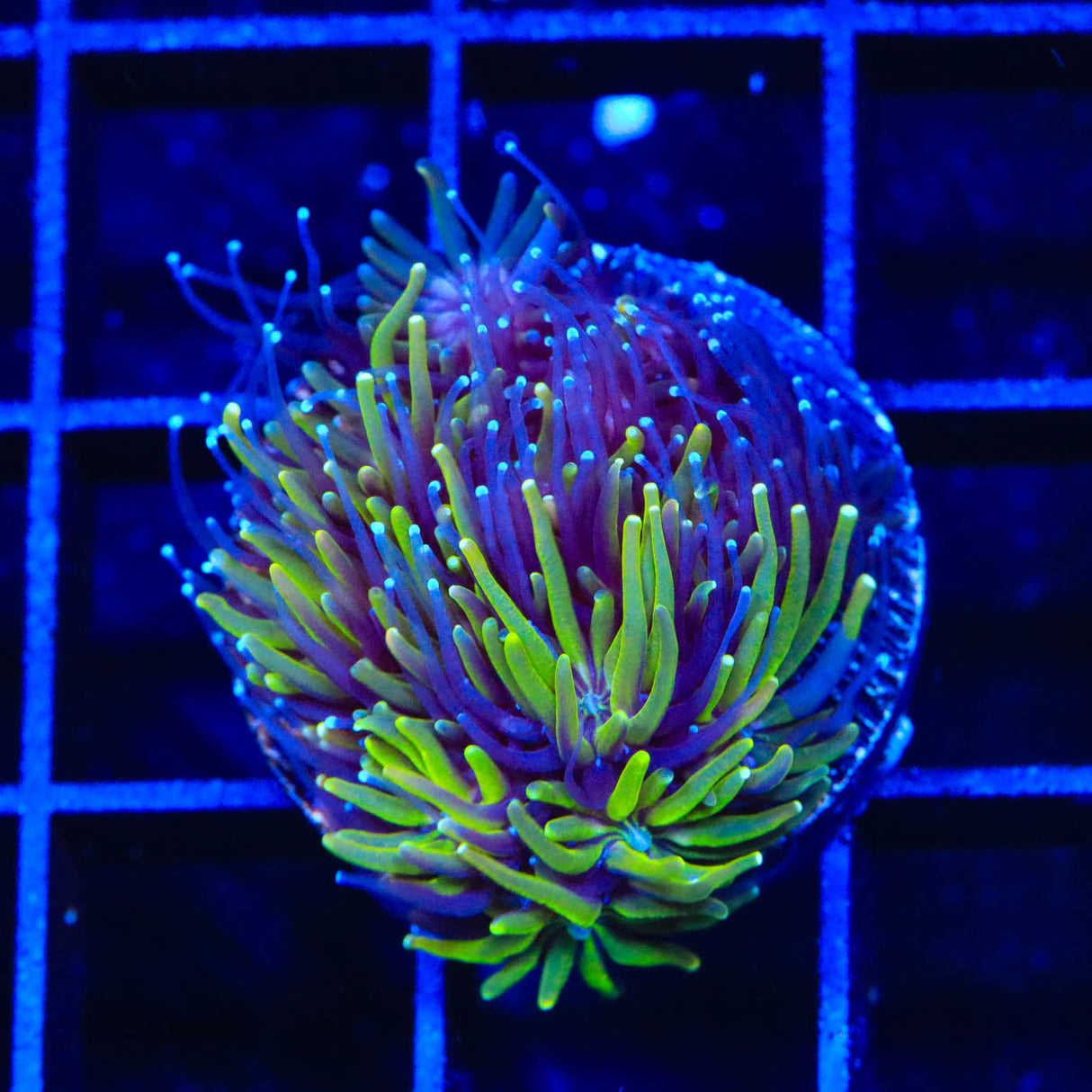TSA Seaside Galaxea Coral