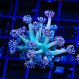 TSA Strawberry Kiwi Goniopora Coral