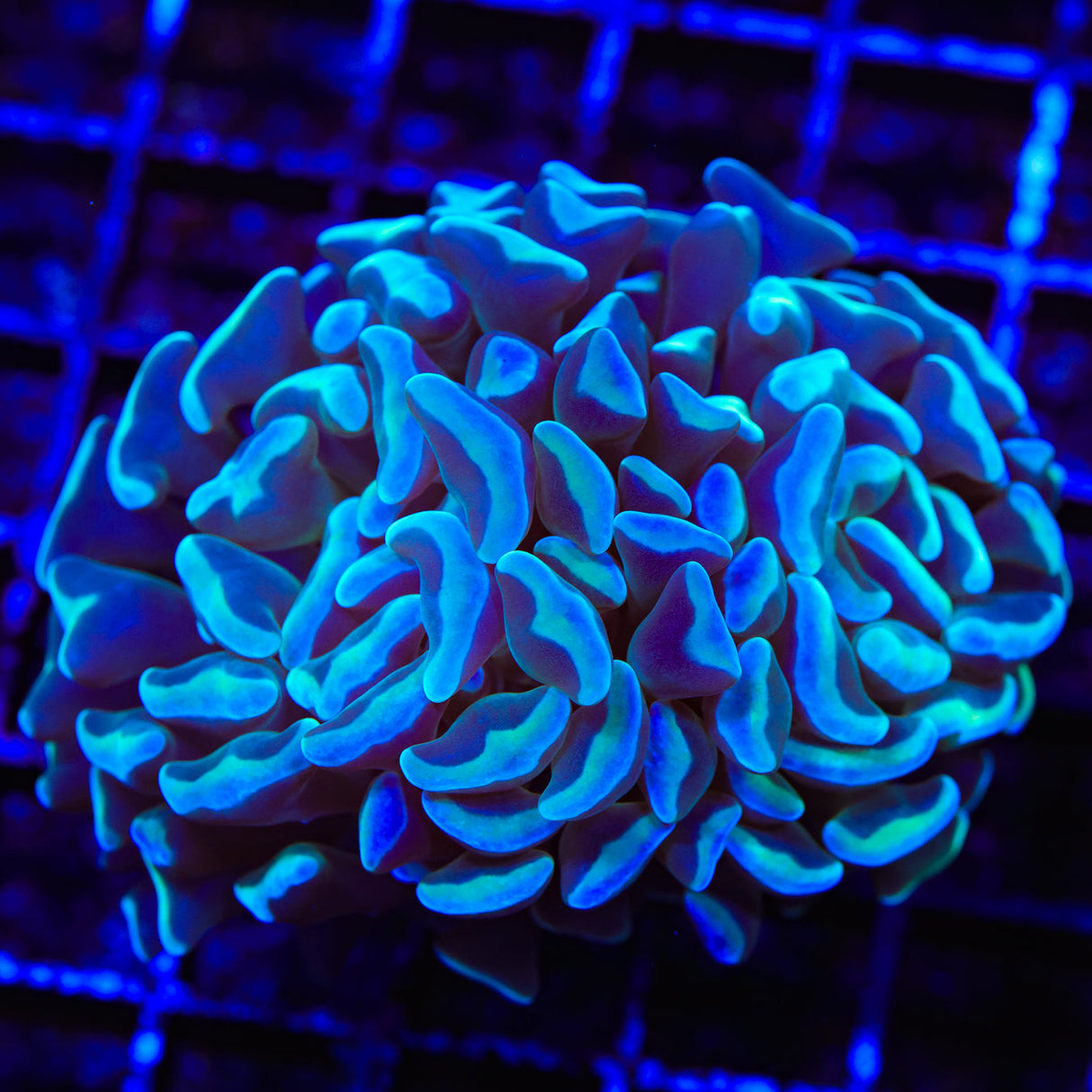 TSA Hologram Hammer Coral