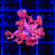 TSA Death Stare Goniopora Coral