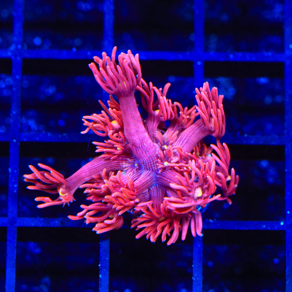 TSA Death Stare Goniopora Coral