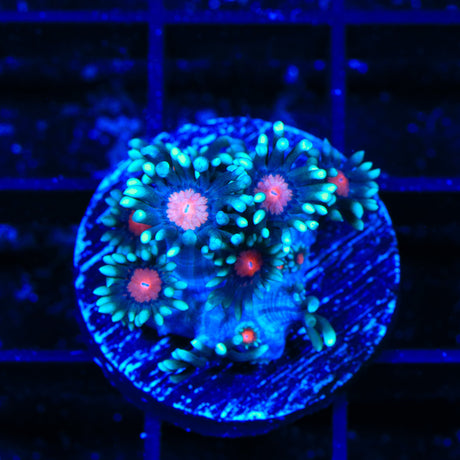 TSA Bubblegum Nebula Goniopora Coral