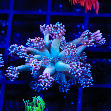 TSA Strawberry Kiwi Goniopora Coral