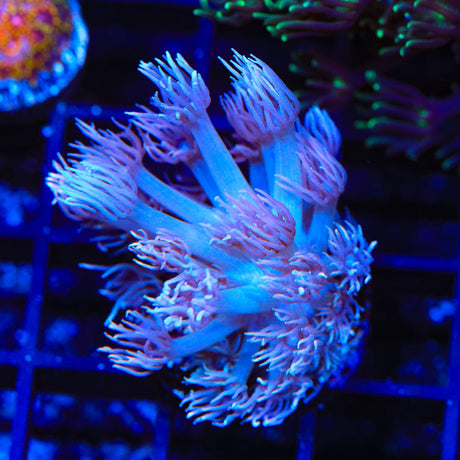 TSA Plum Goniopora Coral