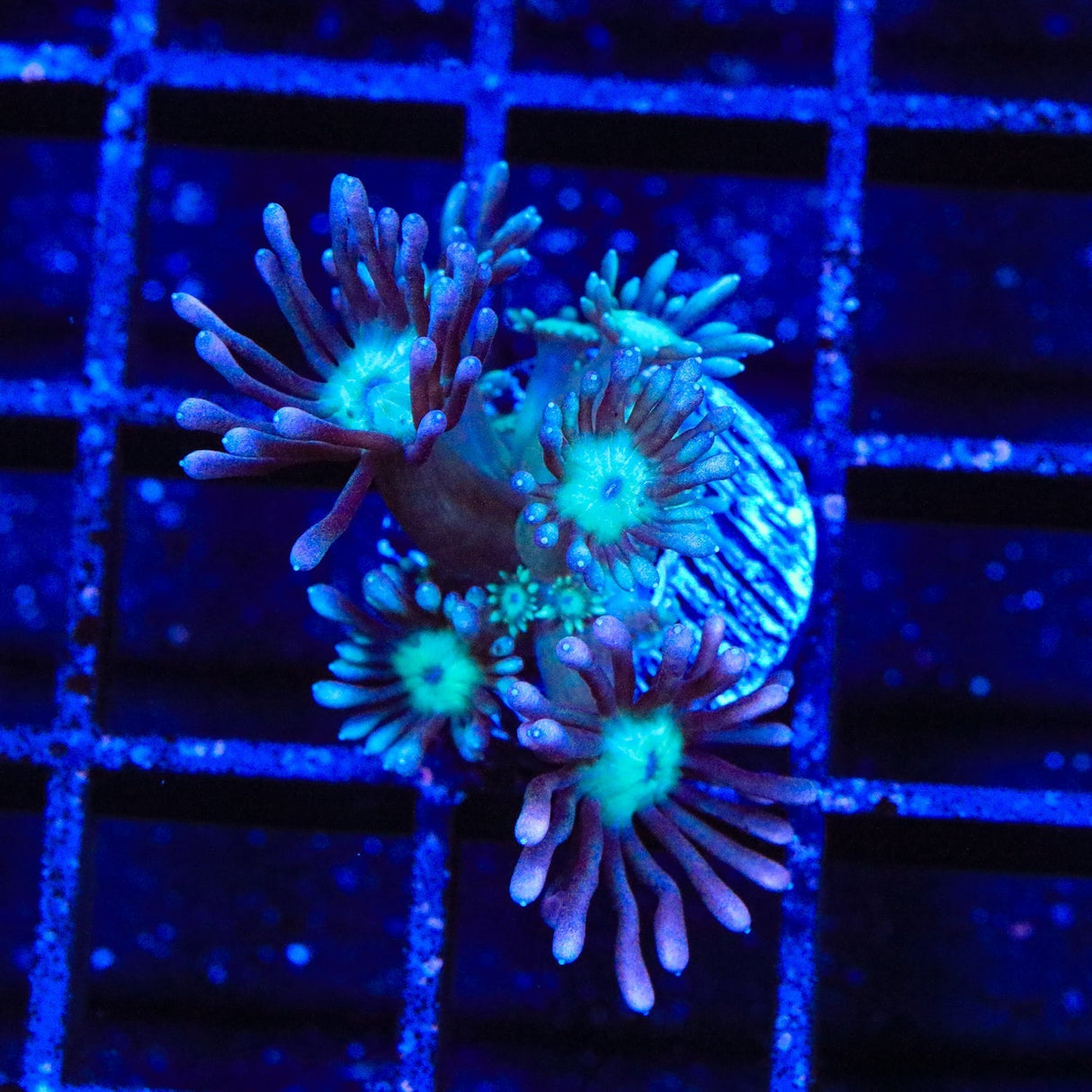 TSA Sour Raspberry Goniopora Coral