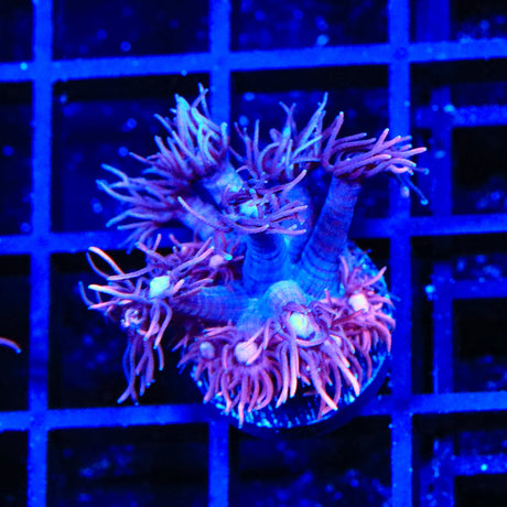 ACI Dragon Breath Goniopora Coral