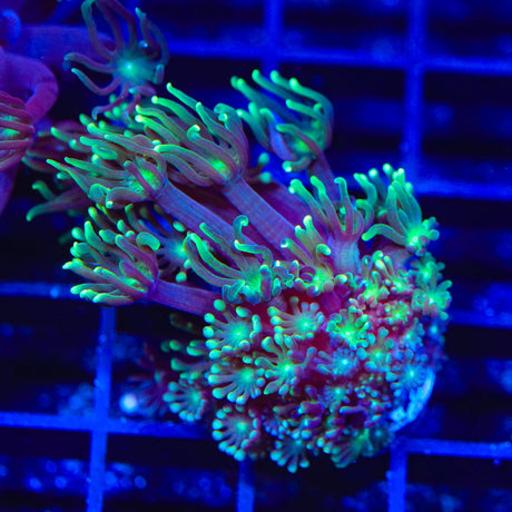 TSA Dreamers Delight Alveopora Coral