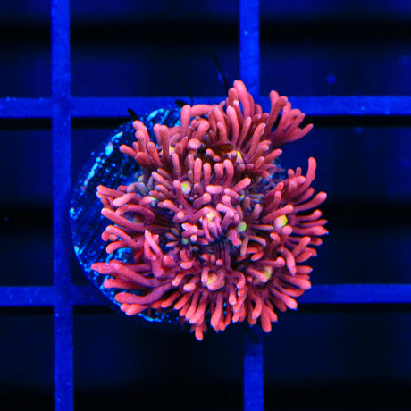 TSA Stewie Goniopora Coral