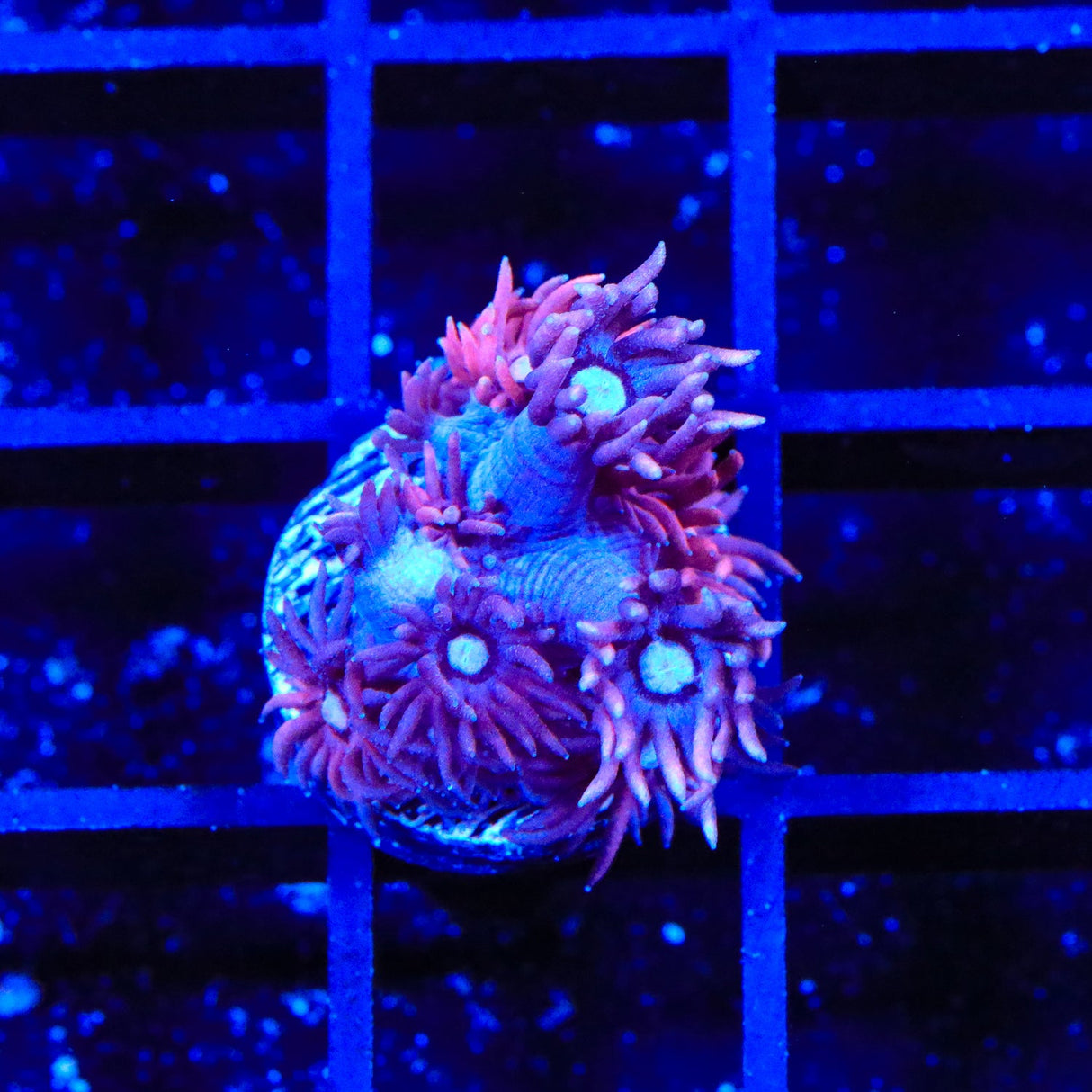 ACI Dragon Breath Goniopora Coral