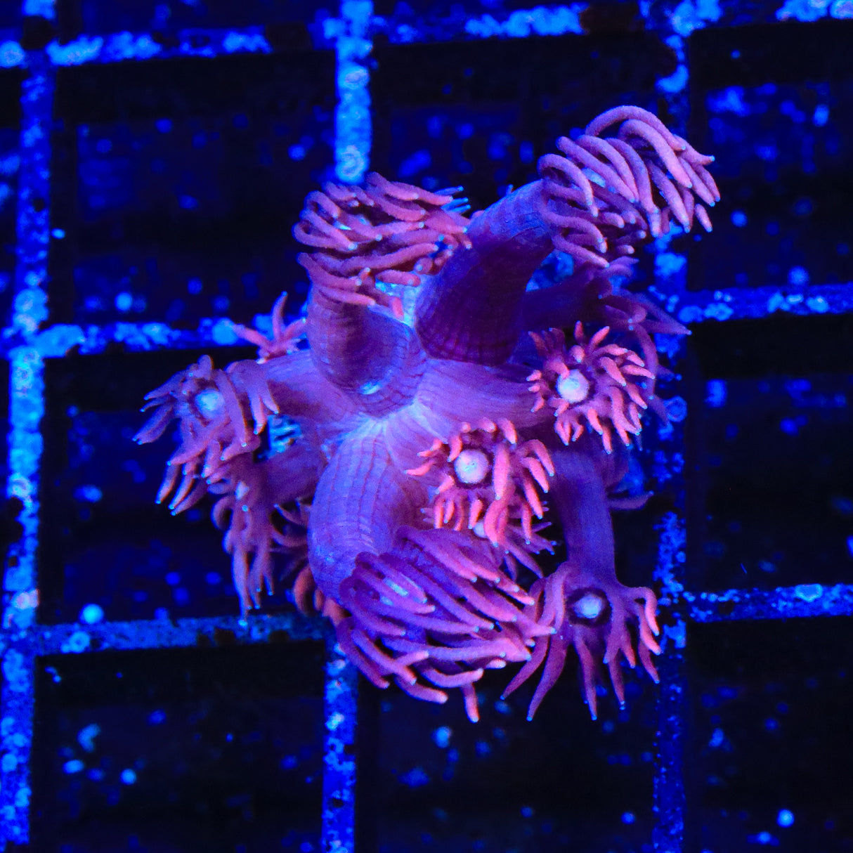 ACI Dragon Breath Goniopora Coral