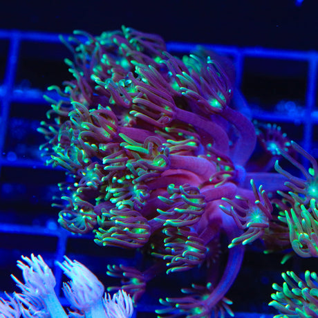 TSA Dreamers Delight Alveopora Coral