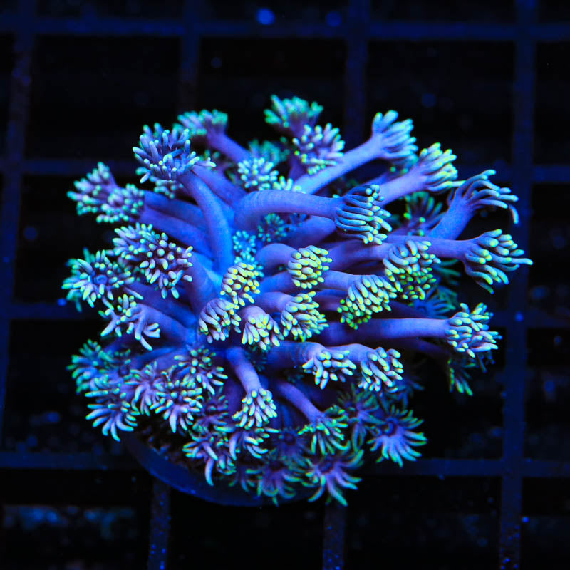 TSA Plum Goniopora Coral - Top Shelf Aquatics