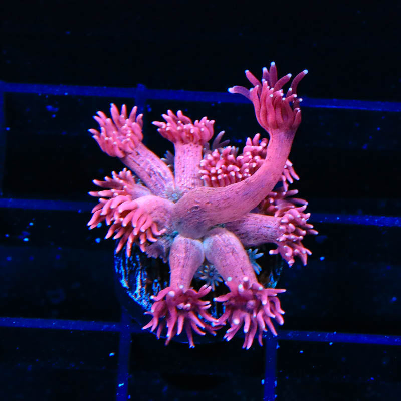 TSA Pink Dynamite Goniopora Coral