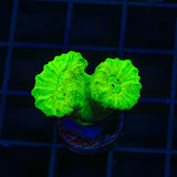 Kryptonite Candy Cane Coral