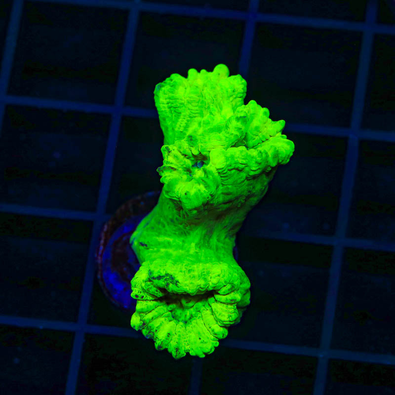 Kryptonite Candy Cane Coral