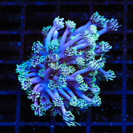 TSA Plum Goniopora Coral - Top Shelf Aquatics
