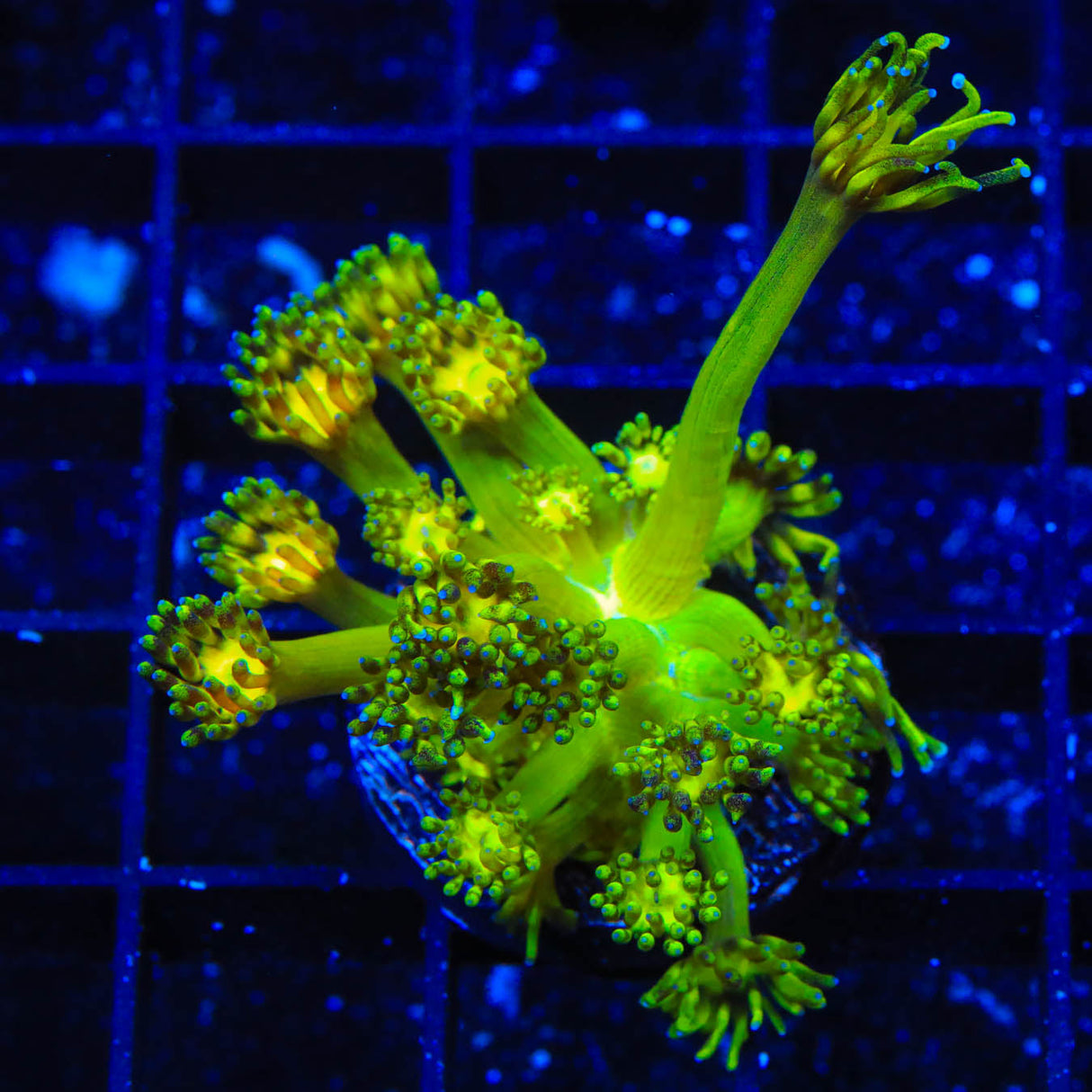 TSA Do the Dew Goniopora Coral