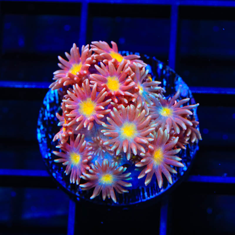 TSA Hot Ember Goniopora Coral