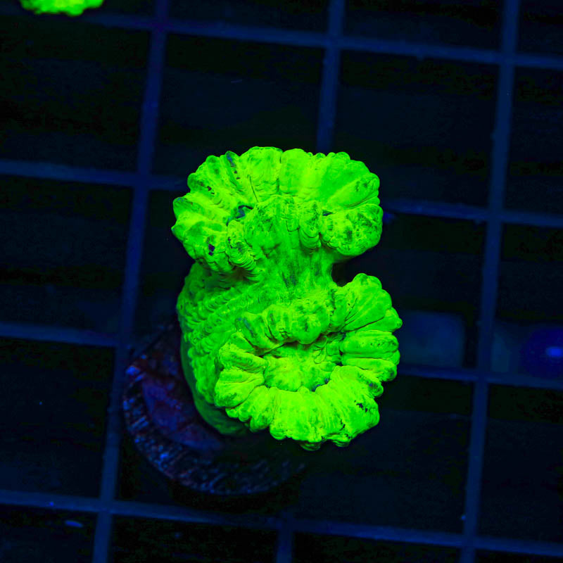 Kryptonite Candy Cane Coral