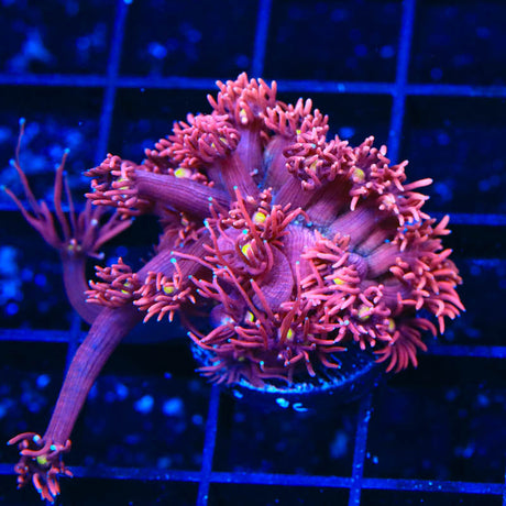 ACI Dragons Breath Goniopora Coral - (Almost WYSIWYG) - Top Shelf Aquatics 